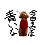 トイプーププ（個別スタンプ：29）