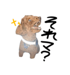 トイプーププ（個別スタンプ：30）