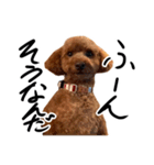 トイプーププ（個別スタンプ：31）