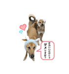 ジョンとジーナ2（個別スタンプ：5）