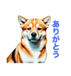 柴犬たちの気持ち（個別スタンプ：2）