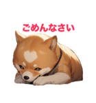 柴犬たちの気持ち（個別スタンプ：9）