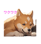 柴犬たちの気持ち（個別スタンプ：12）