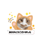 動く猫スタンプ♥日常♥使いやすい♥挨拶♥（個別スタンプ：2）