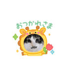 動く猫スタンプ♥日常♥使いやすい♥挨拶♥（個別スタンプ：4）