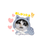 動く猫スタンプ♥日常♥使いやすい♥挨拶♥（個別スタンプ：5）