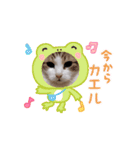 動く猫スタンプ♥日常♥使いやすい♥挨拶♥（個別スタンプ：7）