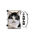 動く猫スタンプ♥日常♥使いやすい♥挨拶♥（個別スタンプ：8）