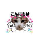 動く猫スタンプ♥日常♥使いやすい♥挨拶♥（個別スタンプ：9）