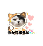 動く猫スタンプ♥日常♥使いやすい♥挨拶♥（個別スタンプ：10）