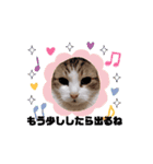 動く猫スタンプ♥日常♥使いやすい♥挨拶♥（個別スタンプ：11）