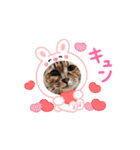 動く猫スタンプ♥日常♥使いやすい♥挨拶♥（個別スタンプ：12）