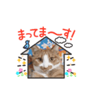 動く猫スタンプ♥日常♥使いやすい♥挨拶♥（個別スタンプ：14）