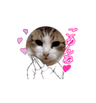 動く猫スタンプ♥日常♥使いやすい♥挨拶♥（個別スタンプ：15）