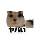 動く！こゆきとチビのスタンプ。（個別スタンプ：6）