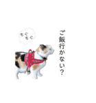 動く！こゆきとチビのスタンプ。（個別スタンプ：8）