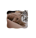 動くルゥ（茶トラ猫）のスタンプ（個別スタンプ：1）