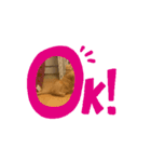 動くルゥ（茶トラ猫）のスタンプ（個別スタンプ：2）