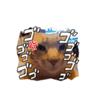 動くルゥ（茶トラ猫）のスタンプ（個別スタンプ：4）
