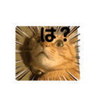 動くルゥ（茶トラ猫）のスタンプ（個別スタンプ：5）