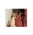 動くルゥ（茶トラ猫）のスタンプ（個別スタンプ：8）