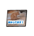 動くルゥ（茶トラ猫）のスタンプ（個別スタンプ：9）