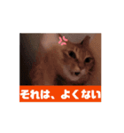 動くルゥ（茶トラ猫）のスタンプ（個別スタンプ：10）