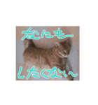 動くルゥ（茶トラ猫）のスタンプ（個別スタンプ：14）