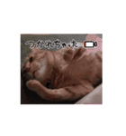 動くルゥ（茶トラ猫）のスタンプ（個別スタンプ：15）