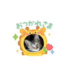 ハッシーの猫ちゃんฅ•ω•ฅ（個別スタンプ：2）