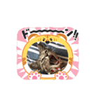 ハッシーの猫ちゃんฅ•ω•ฅ（個別スタンプ：3）