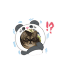 ハッシーの猫ちゃんฅ•ω•ฅ（個別スタンプ：4）