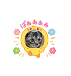 ハッシーの猫ちゃんฅ•ω•ฅ（個別スタンプ：5）