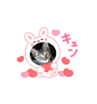ハッシーの猫ちゃんฅ•ω•ฅ（個別スタンプ：6）