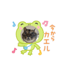 ハッシーの猫ちゃんฅ•ω•ฅ（個別スタンプ：8）