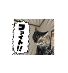 ハッシーの猫ちゃんฅ•ω•ฅ（個別スタンプ：9）