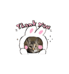 ハッシーの猫ちゃんฅ•ω•ฅ（個別スタンプ：10）
