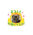 ハッシーの猫ちゃんฅ•ω•ฅ（個別スタンプ：11）