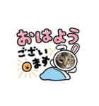 ハッシーの猫ちゃんฅ•ω•ฅ（個別スタンプ：12）