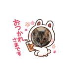 ハッシーの猫ちゃんฅ•ω•ฅ（個別スタンプ：14）