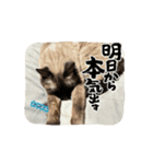 にゃんざぶろうとのしあわせ生活スタンプ（個別スタンプ：4）