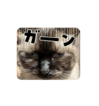 にゃんざぶろうとのしあわせ生活スタンプ（個別スタンプ：8）