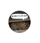 MALUのまったりライフ8（個別スタンプ：1）
