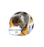 MALUのまったりライフ8（個別スタンプ：7）