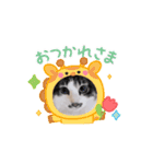 動く猫スタンプ♡日常♡使いやすい挨拶♡（個別スタンプ：1）