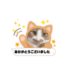動く猫スタンプ♡日常♡使いやすい挨拶♡（個別スタンプ：3）