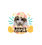 動く猫スタンプ♡日常♡使いやすい挨拶♡（個別スタンプ：4）