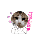 動く猫スタンプ♡日常♡使いやすい挨拶♡（個別スタンプ：11）