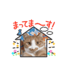 動く猫スタンプ♡日常♡使いやすい挨拶♡（個別スタンプ：12）