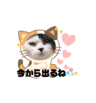 動く猫スタンプ♡日常♡使いやすい挨拶♡（個別スタンプ：13）